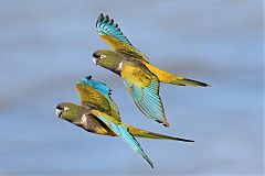 Burrowing Parakeet